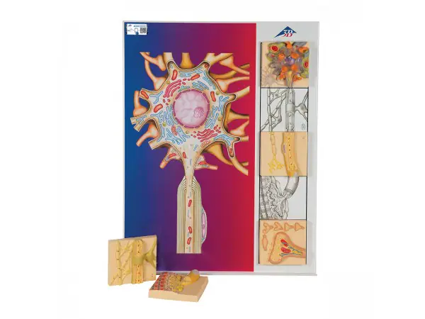 Fysiologie van de zenuwen, set