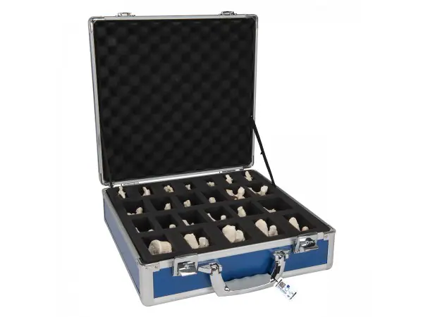 Set van alle Wervels, BONElike