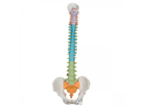 Didactische Flexibele Wervelkolom