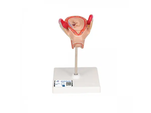 Embryo model 2e maand