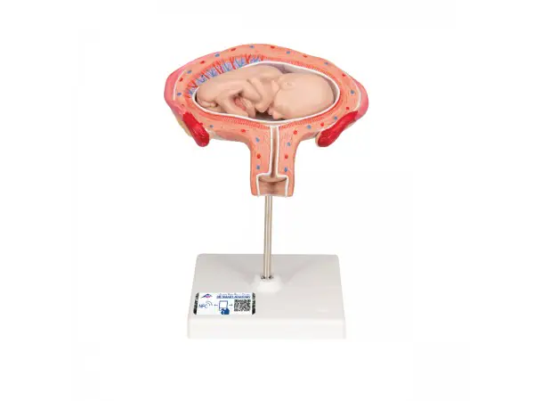 Foetus model dwarsligging maand 4