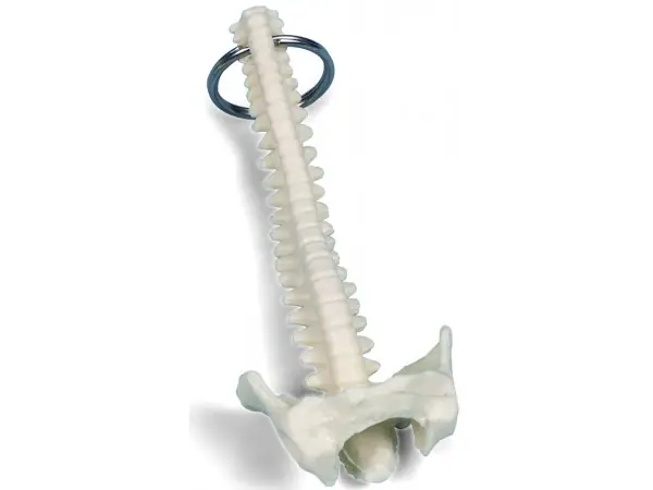 Sleutelhanger Wervelkolom