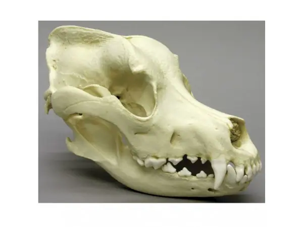 Schedel Duitse dog (Deense dog)