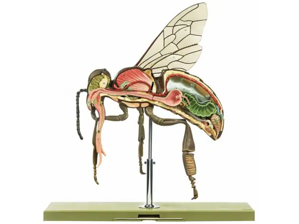 Werkbij Model