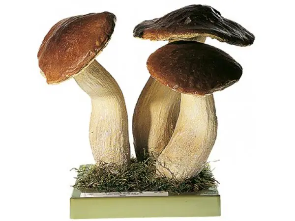 Gewoon eekhoorntjesbrood