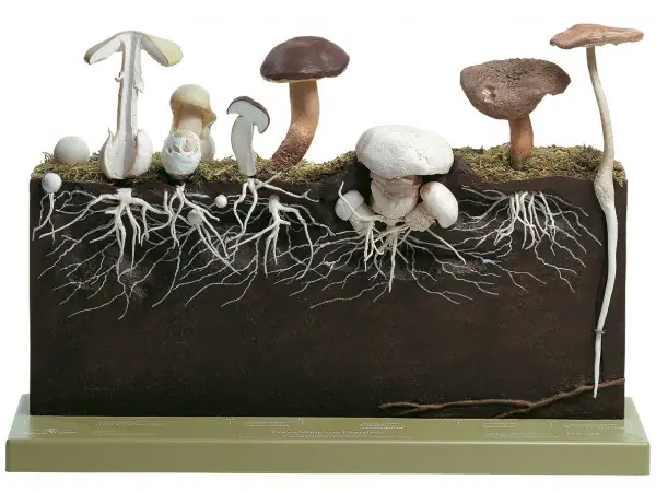 Paddestoelen, ontwikkeling, Somso
