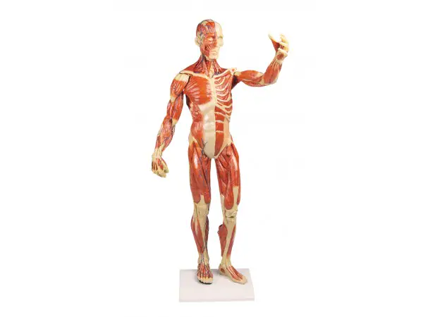 Spiermodel, 62 cm hoog