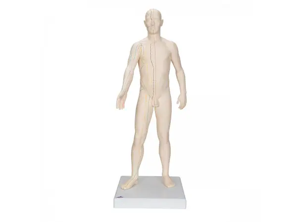 Acupunctuur Man deluxe