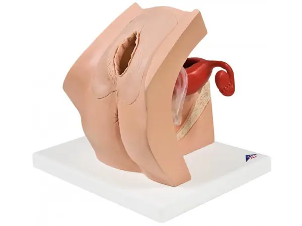 Anticonceptie Trainer Vrouw