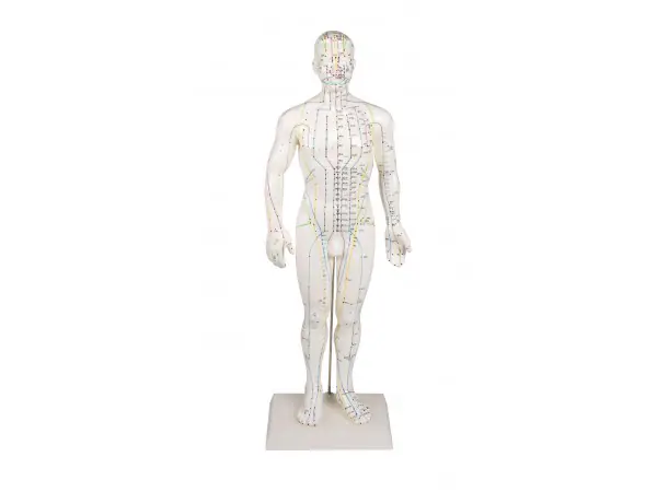 Acupunctuur Model Man, 50 cm