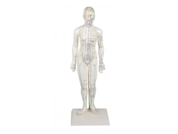 Acupunctuur Model Vrouw, 50 cm