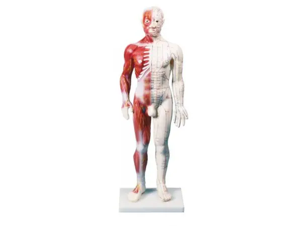 Spier-/Acupunctuurmodel, 60 cm