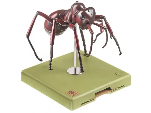 Anatomisch Model Rode Bosmier