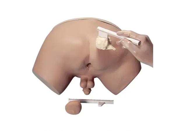 Prostaat onderzoek fantoom