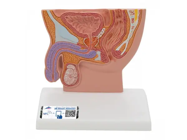 Mannelijk bekken doorsnede, 1/2x ware grootte