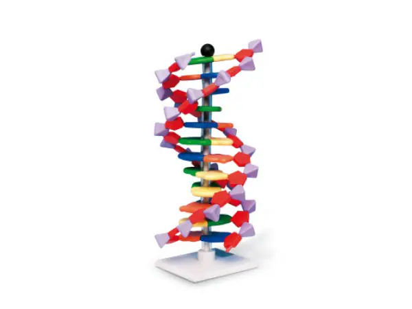 Mini DNA Model Dubbele Helix