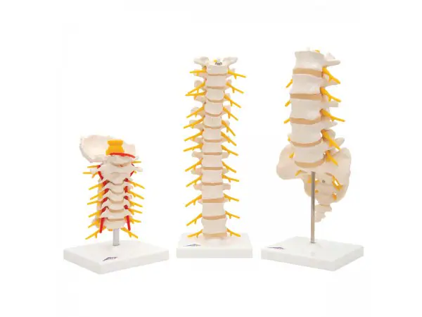Anatomie Wervelkolom Set