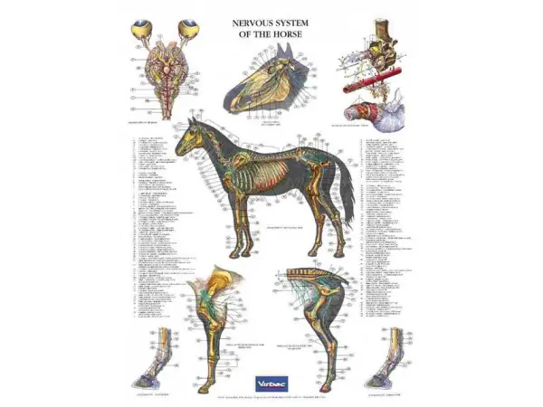 Poster Nervous System of the Horse