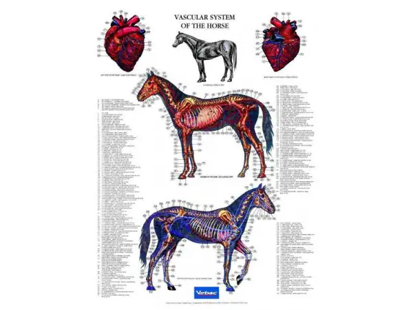 Poster Vascular System of the Horse