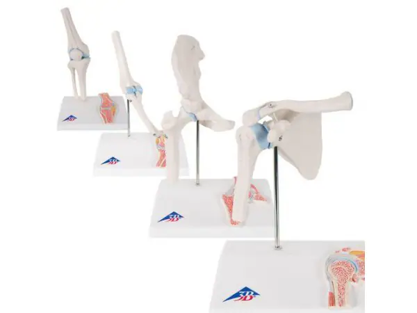 Mini Gewrichten Set