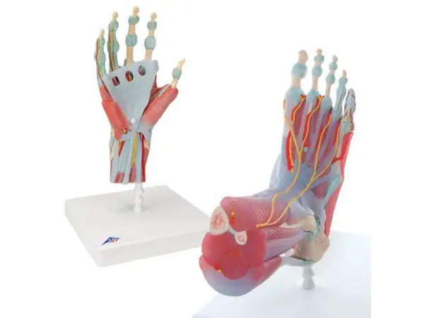 Anatomie Hand en Voet Set