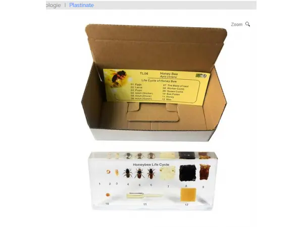 Honingbij Model