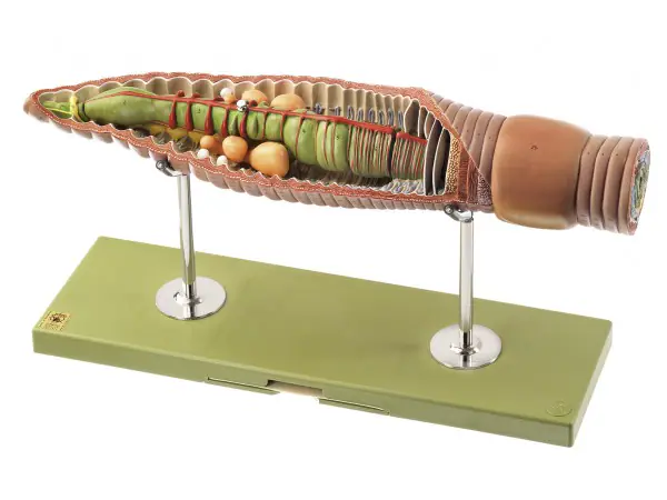 Regenworm Model