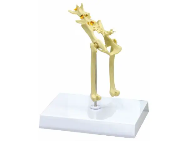 Bekkenmodel Kat