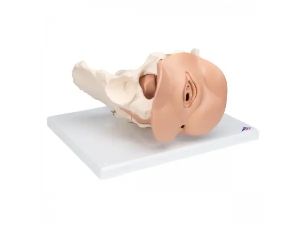 Vrouwelijk bekken(pelvis) skelet met genitale organen, 3-delig