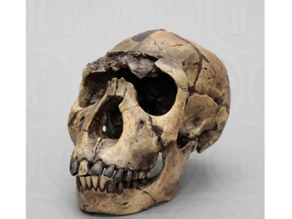 Homo Ergaster Schedel